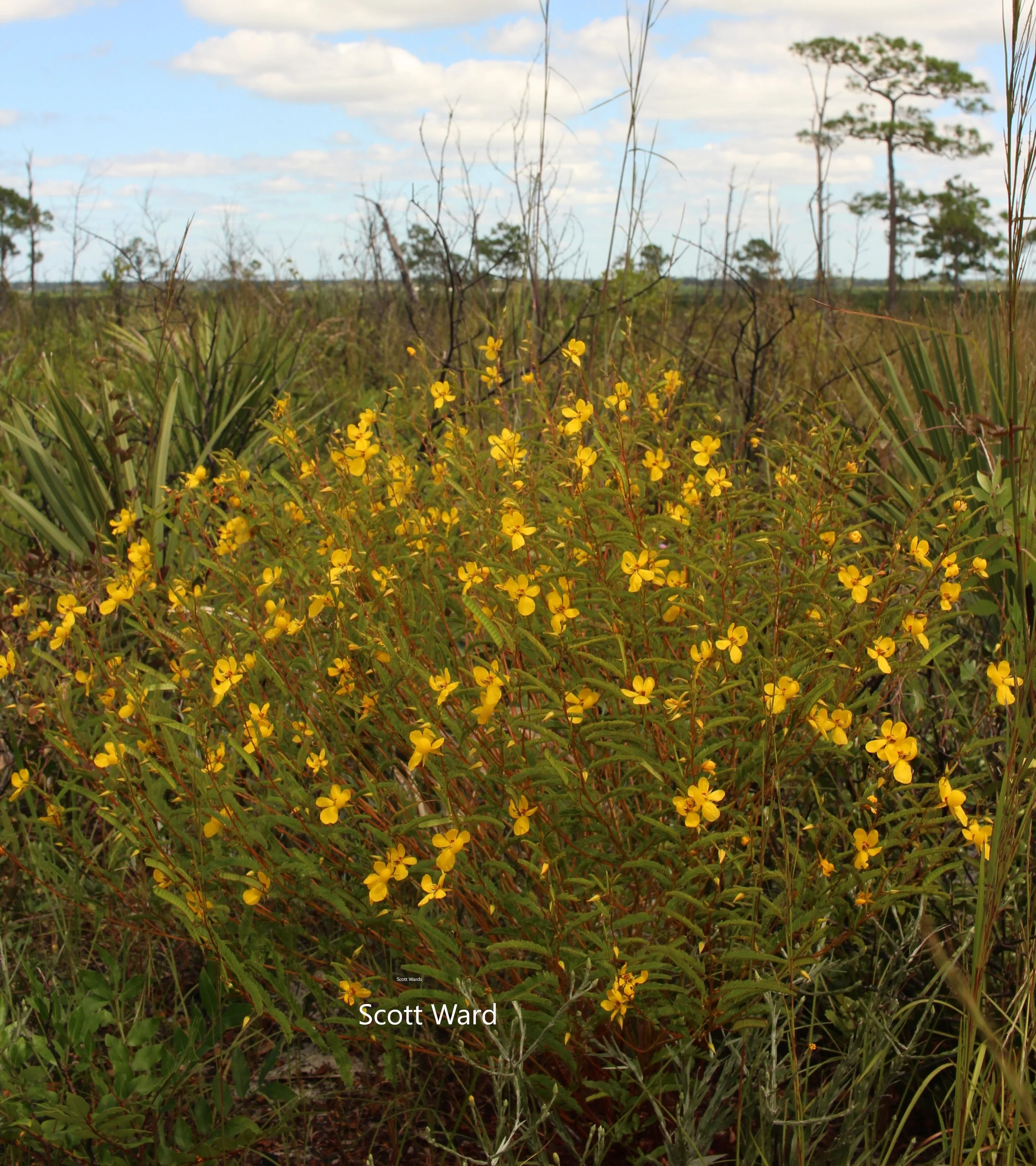 Chamaecrista fasciculata Scott Ward.jpg