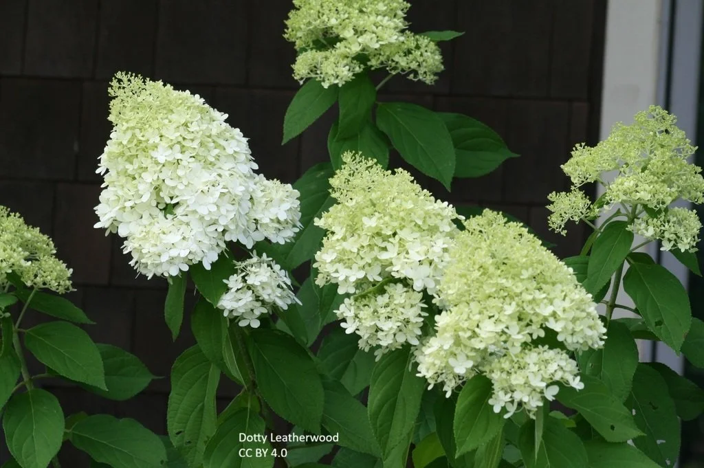 Hydrangea_paniculata peegee-__xUkVDjfY41PS.jpg