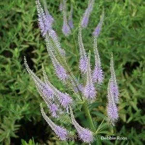 Veronicastrum-virginicum--Debbie-Roos.jpg