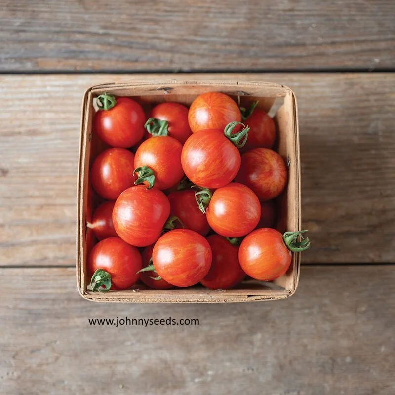 Tomato, Honeybee Cherry
