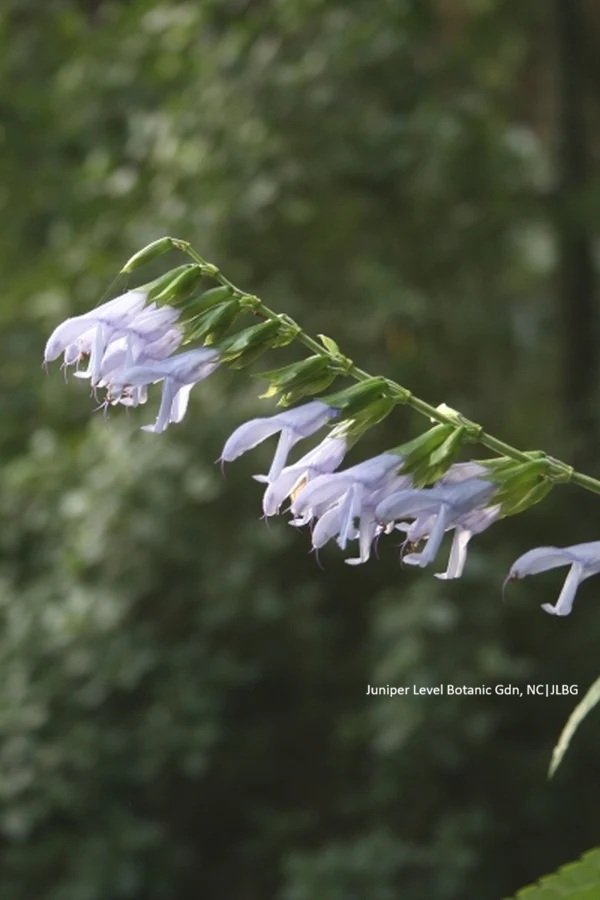 Salvia-guaranitica-Argentina-Skies.i-809.s-61049.r-1_fbd5ec94-99dc-4ea1-96a7-60bea489f0b5.jpg
