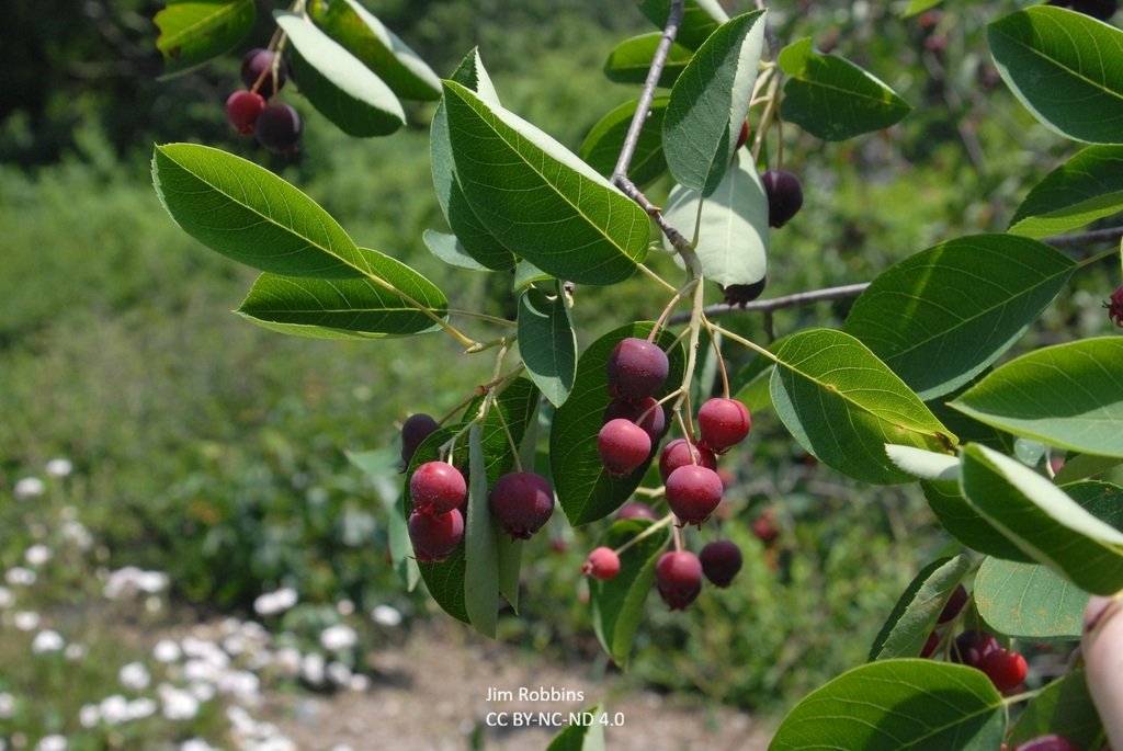 Amelanchier_arborea fruit__fBueaePFWxno.jpg