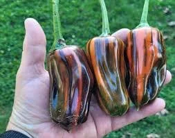 pepper candy cane chocolate.jpg