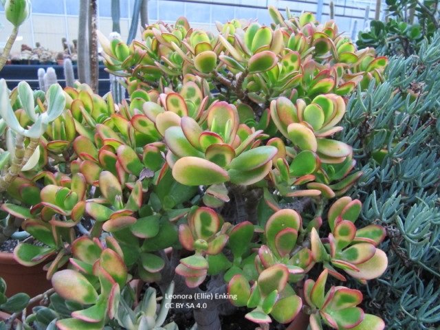 Jade variegated Crassula_Ovata_Vari_roMnfroMiUab.jpg