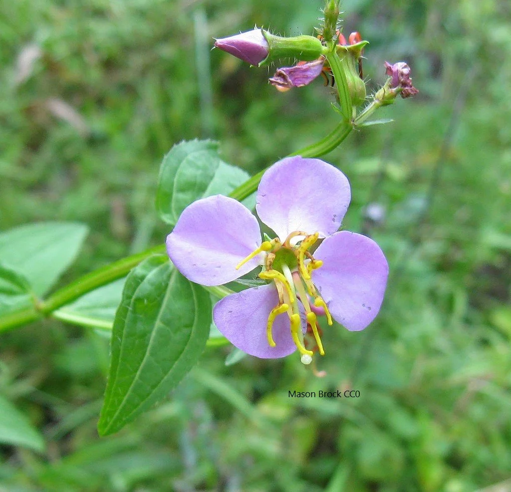 Rhexia virginica (Meadow Beauty)