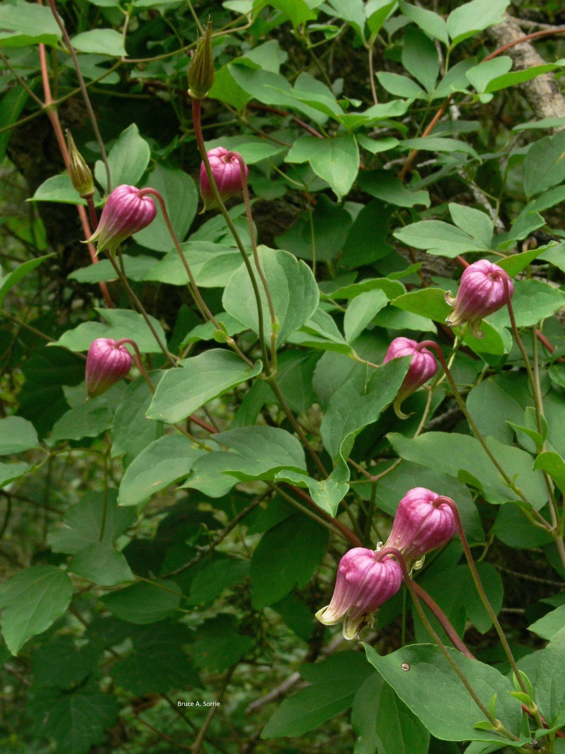 Clematis viorna.jpg
