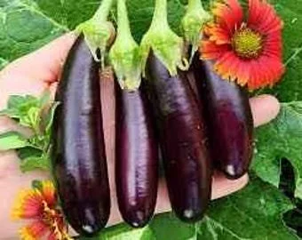 eggplant little fingers.jpg