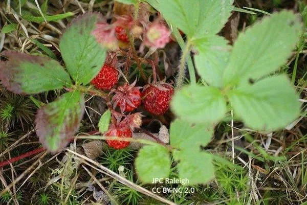 Fragaria-virginiana--JPC-Raleigh--cc-by-nc-2-0.jpg