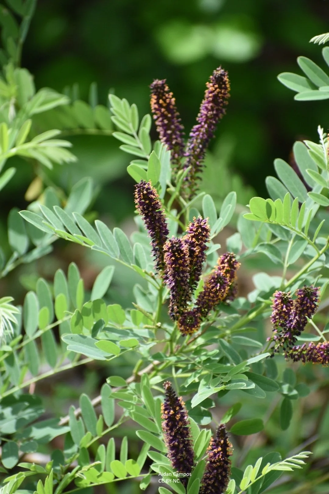 Amorpha fruticosa (False Indigo)