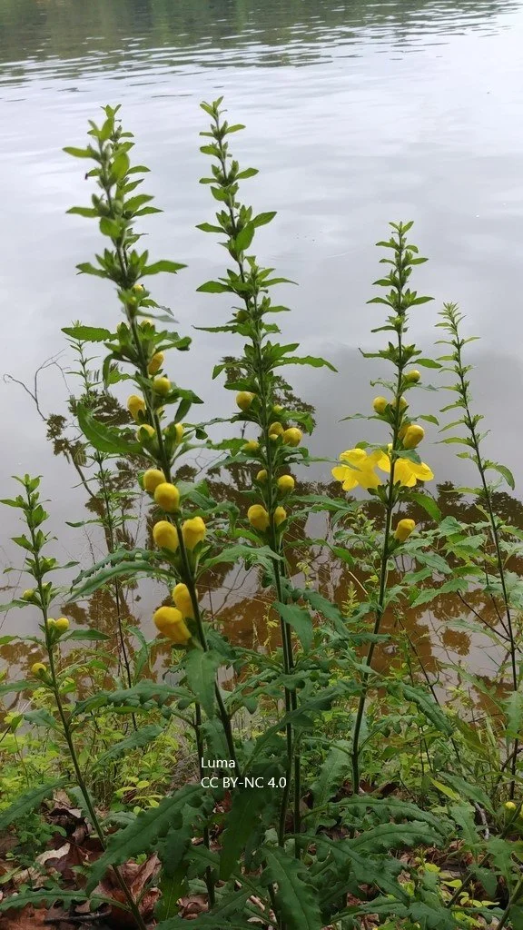 Aureolaria virginica Luma CC BY-NC 4.0.jpg