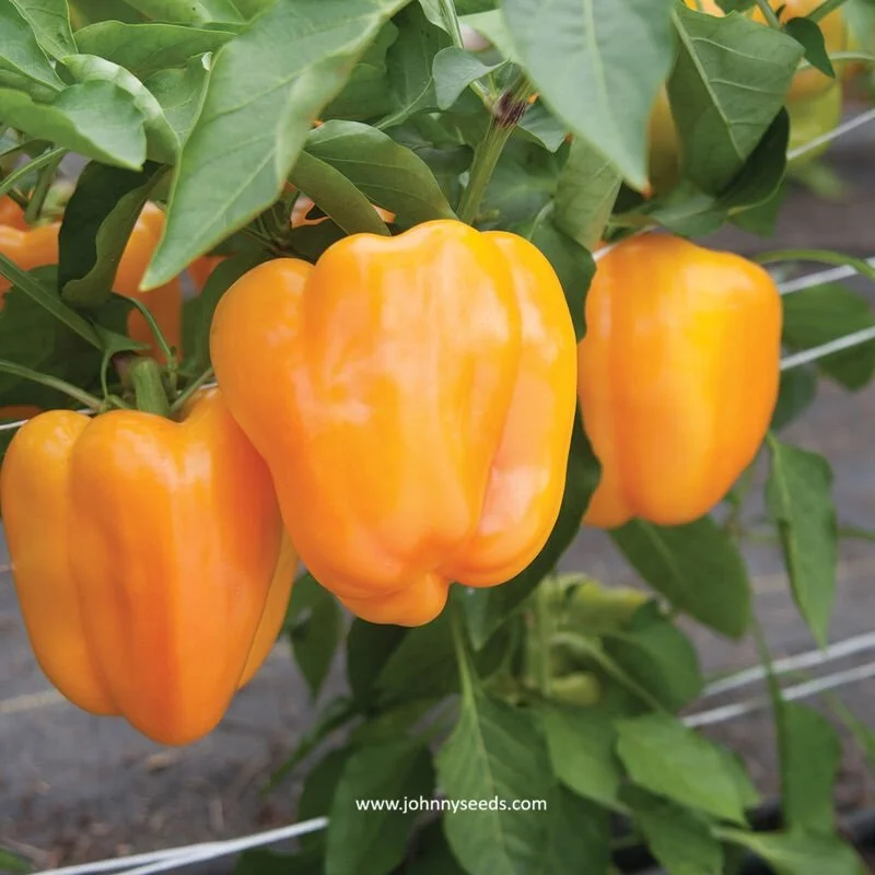 pepper flavorburst bell johnny seeds.jpg