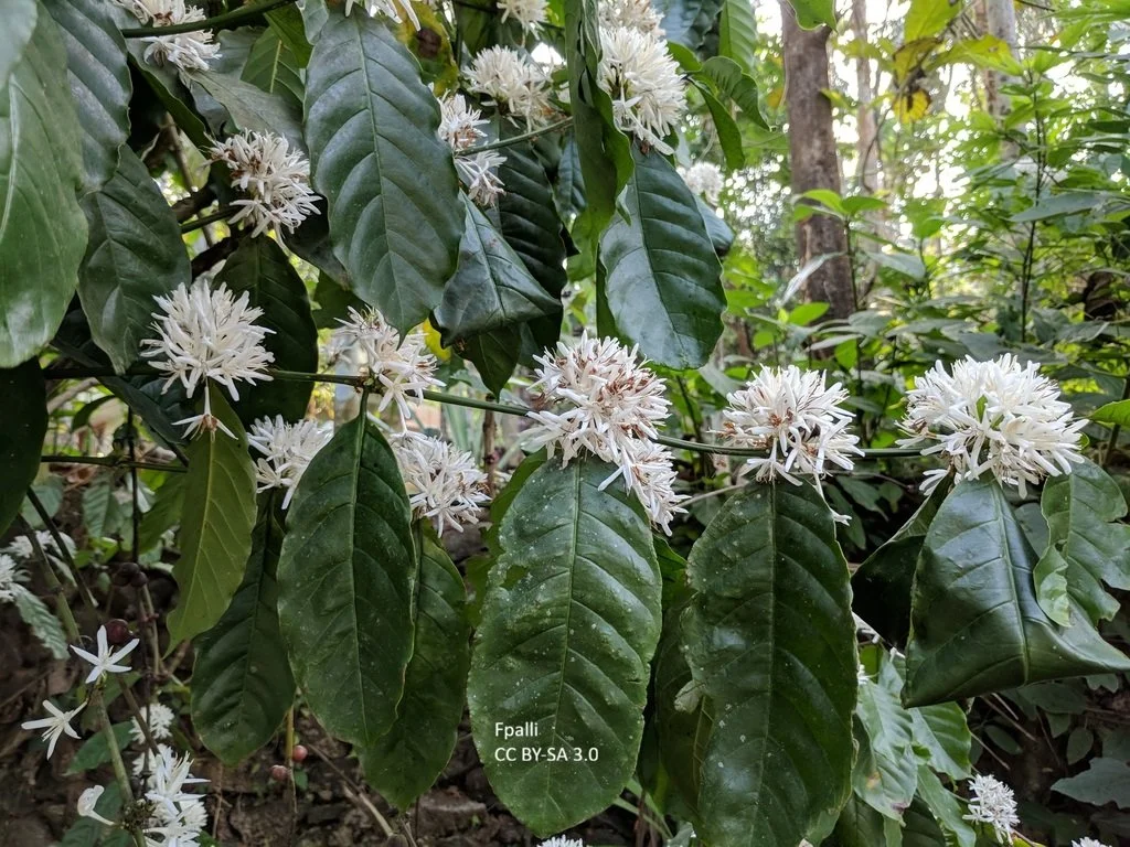 Coffea liberica var. dewevrei (Excelsa Coffee Plant)