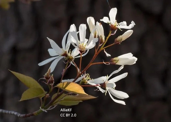 Amelanchier-arborea flower--AllieKF-crop--CC-BY.jpg