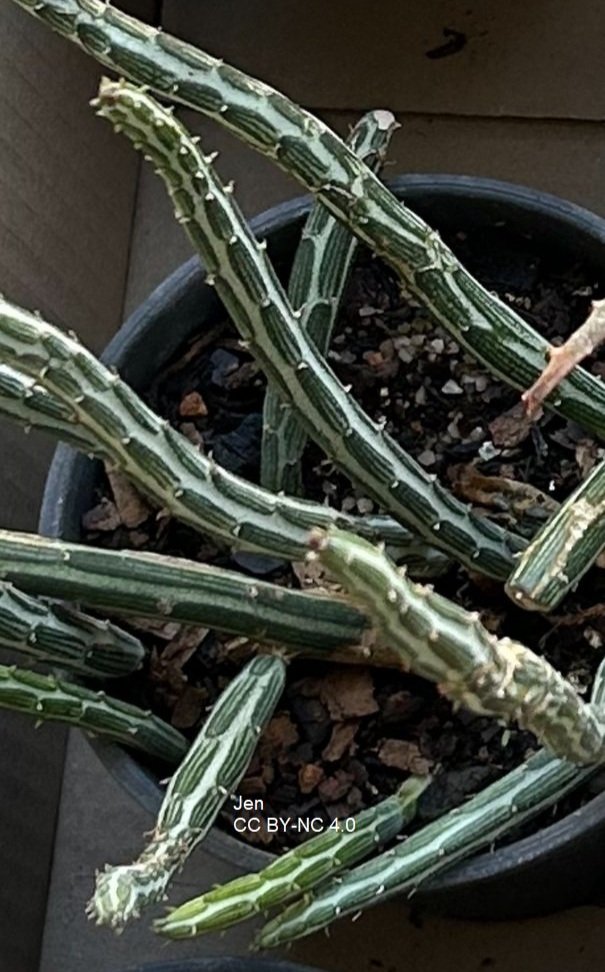 Kleinia_stapeliiform_k8jxtvbSYDk6.jpg