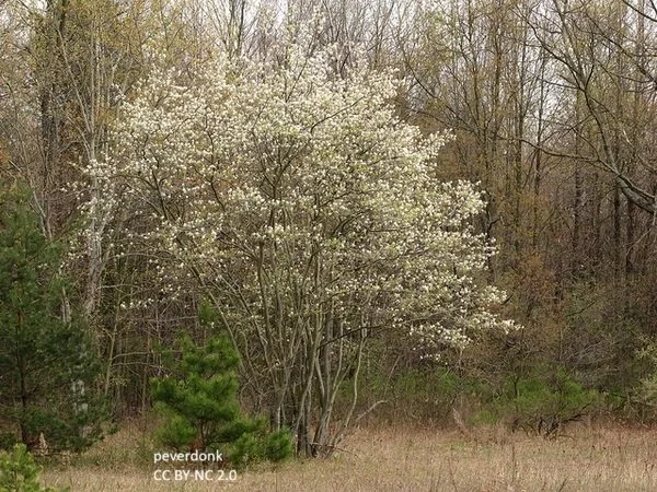Amelanchier-arborea--pverdonk--CC-BY-NC.jpg