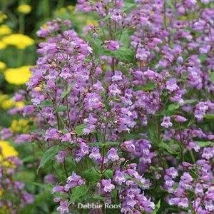 Penstemon-smallii--Debbie Roos_oj0CkvtPXImx.jpg
