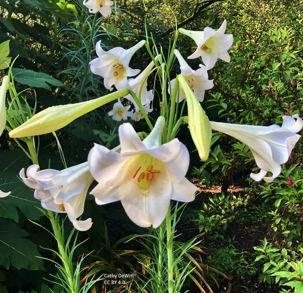 Lilium-formosanum-Fo_mtnCyu3EIPtT.jpg