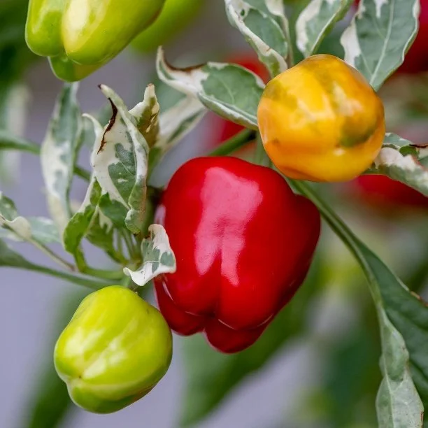 pepper sweet confetti.jpg