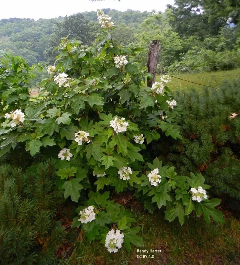 Hydrangea_Quercifoli_PeeWeefZJRtg8GteEk.jpg
