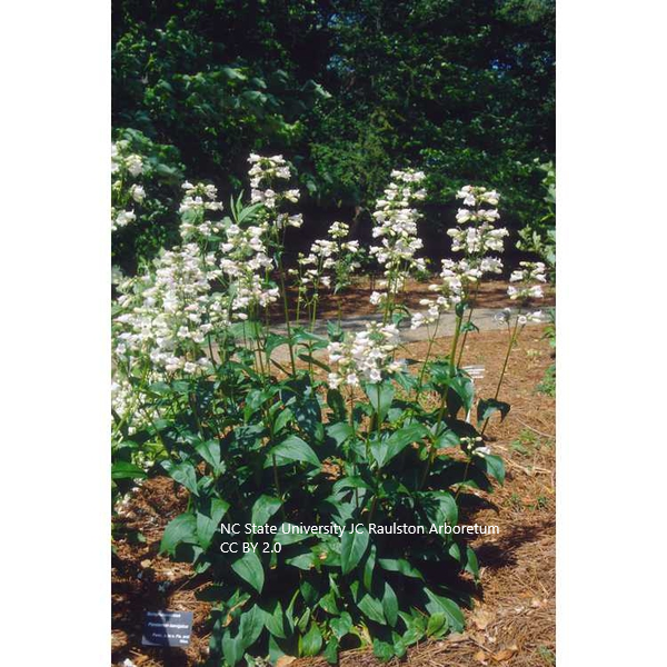NCSU JC Raulston Arboretum penstemon laevigatus CC BY 2.0.png