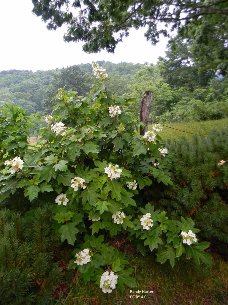 Hydrangea quercifolia 'Pee Wee' (Dwarf Oakleaf hydrangea)