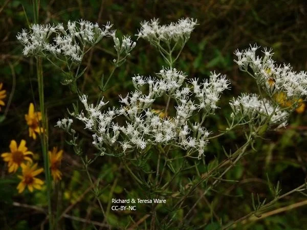 Eupatorium hyssopifolium (Hyssopleaf Boneset)
