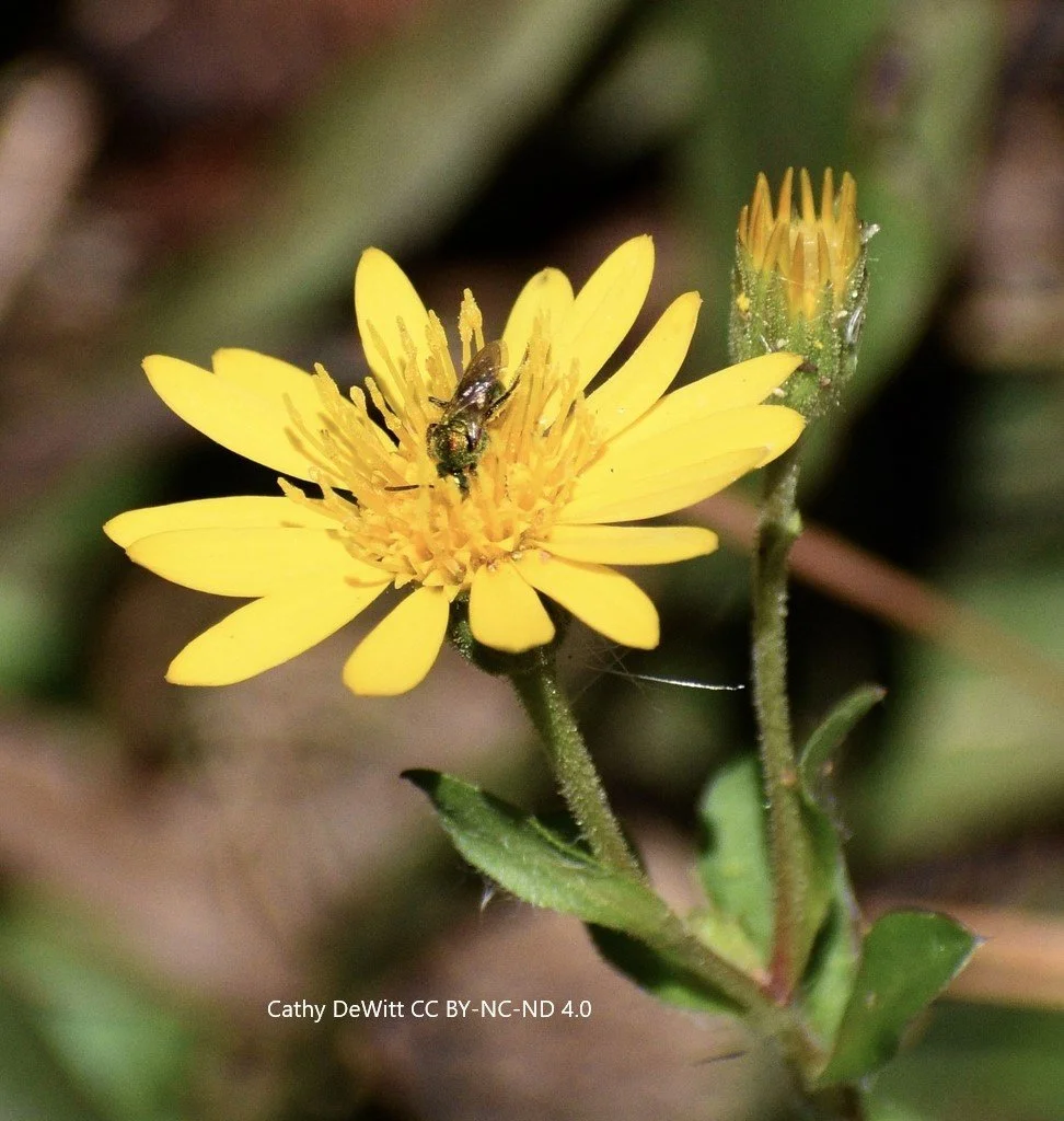 Chrysopsis mariana (Maryland Golden Aster)