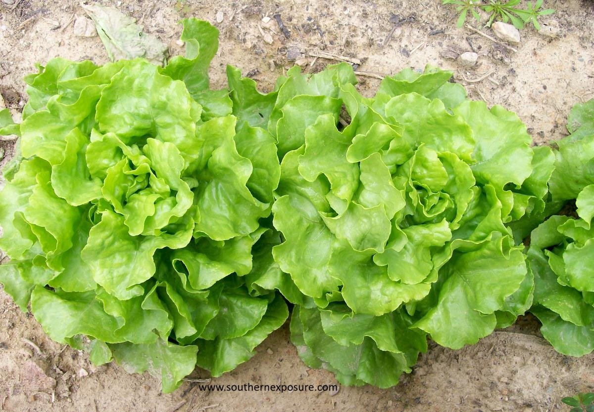 lettuce capitan-lettuce-d11172b2cad54a1415f1d8d1fcf4c0e9.jpg