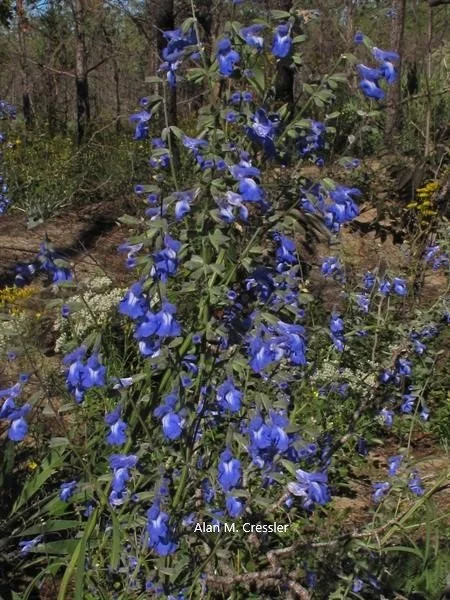 Salvia azurea (Blue Sage)