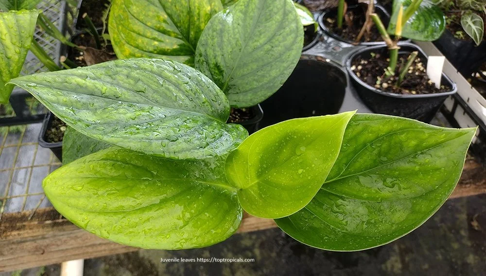 Monstera-pinnatipartita juvenile-IMG_20230430_104259940.jpg