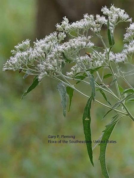 Eupatorium serotinum (Late Boneset)