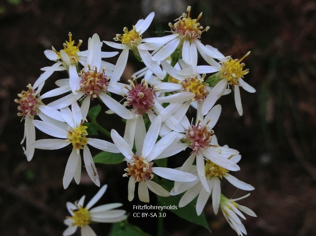 Eurybia divaricata (White Wood Aster)