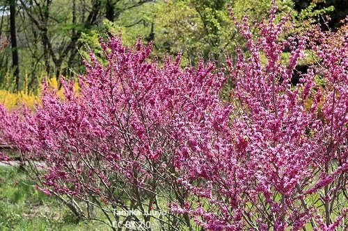 Cercis_chinensis_--_Tanaka_Juuyo_--_CC_BY_2.0_qvu43ma.jpg