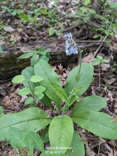 Alaina Krakowiak andersonglossum virginianum.jpg