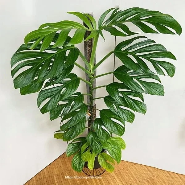 Monstera pinnatipartita