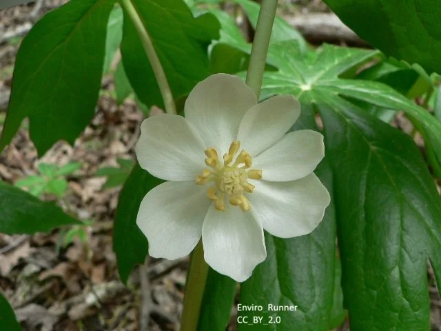 Podophyllum_peltatumEnviro_Runner_CC_BY_2.0.jpg
