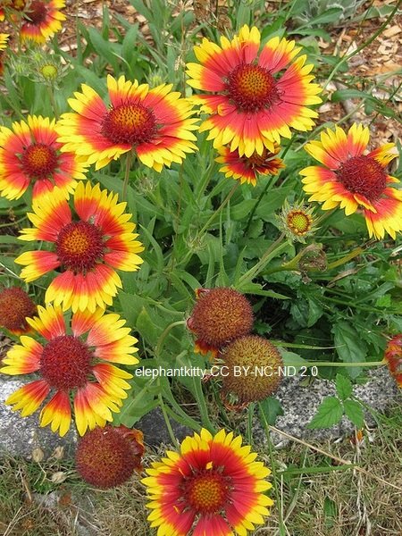 Gaillardia_pulchella-cc.jpg