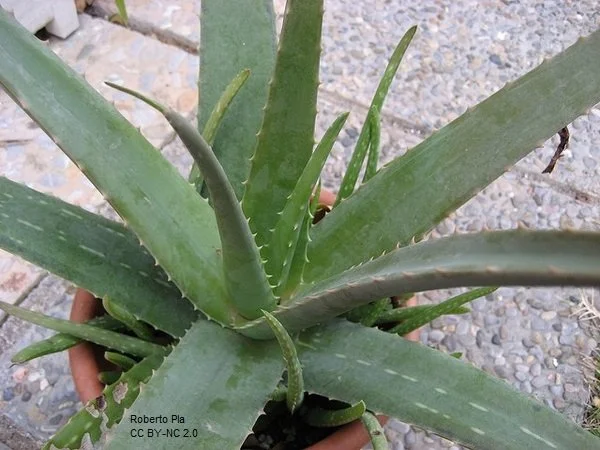 Aloe vera (Aloe)