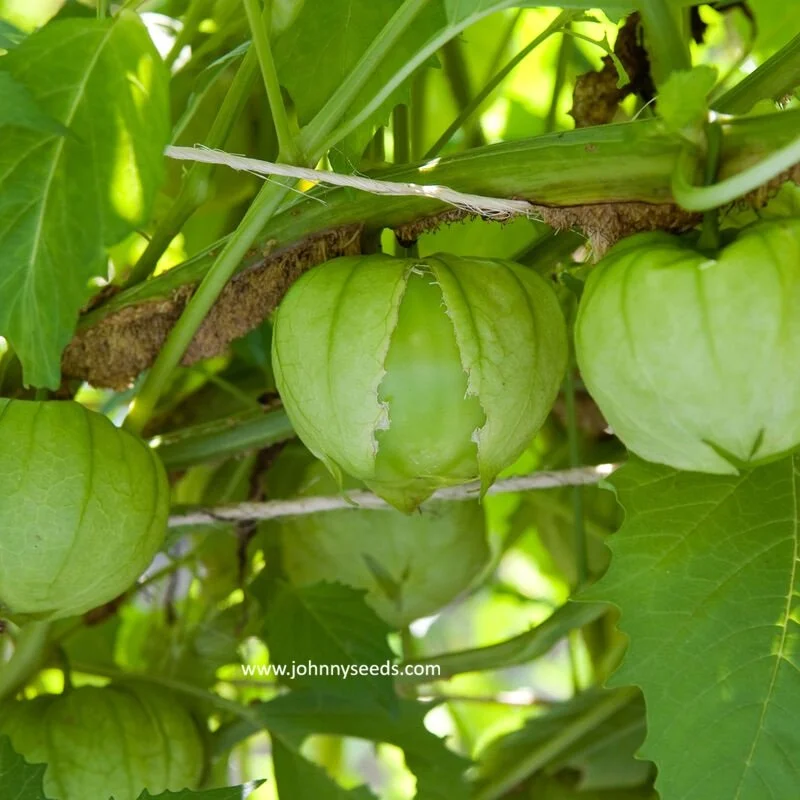 Tomatillo, Toma Verde Green