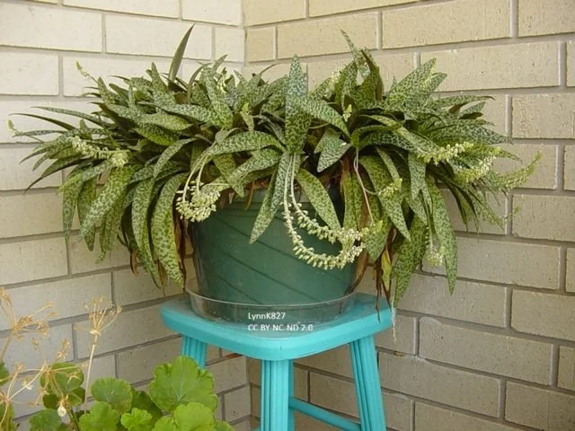 Silver squill blooms Ledebouria_socialis__jDHQyBMngQVJ.jpg