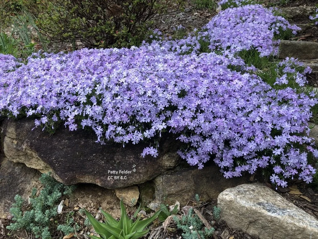 Phlox subulata (Moss phlox, blue)