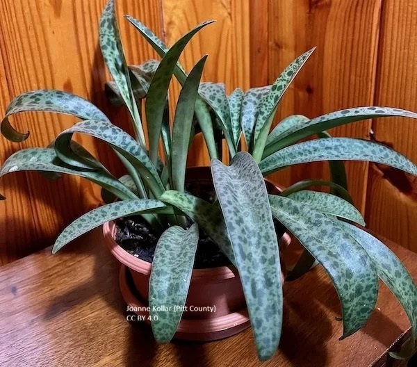 Silver squill Ledebouria_Silver_Sq_6rfnaL66BZzI.jpg