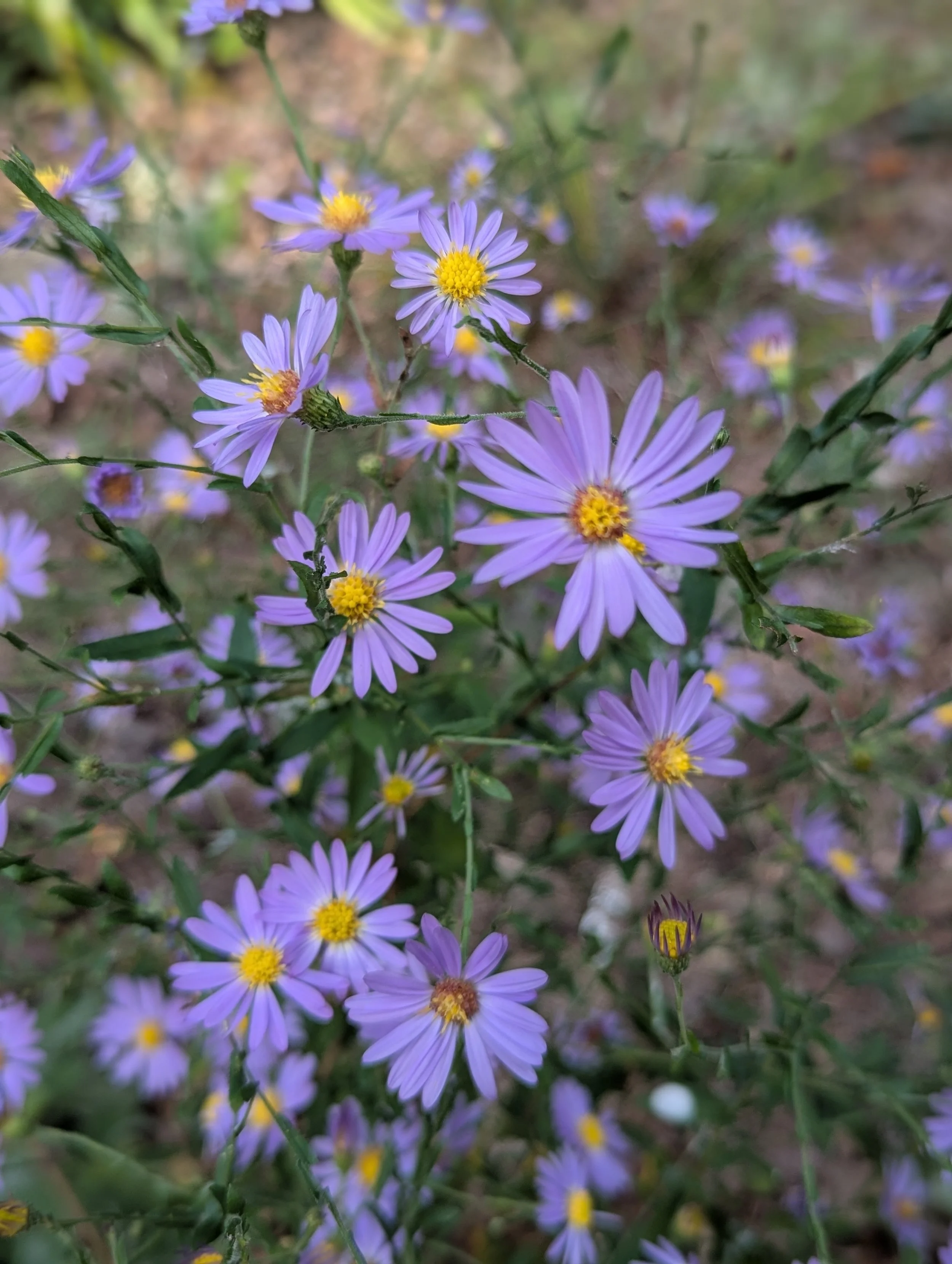 Symphyotrichum patens (Clasping or Late Aster)