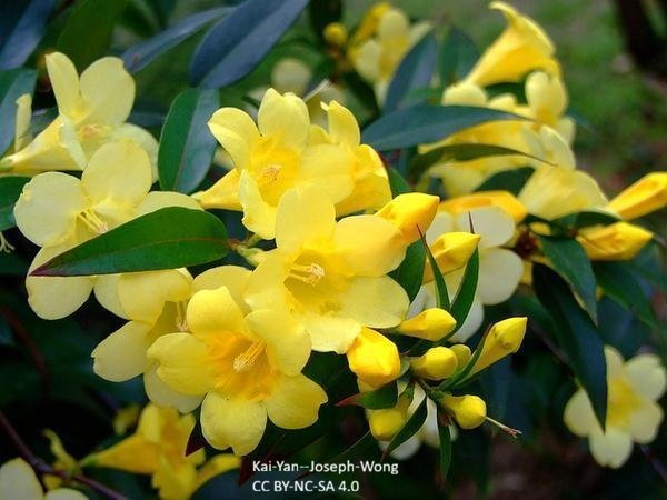 Gelsemium-sempervirens--Kai-Yan--Joseph-Wong_--CC_BY-NC-SA-2.jpg