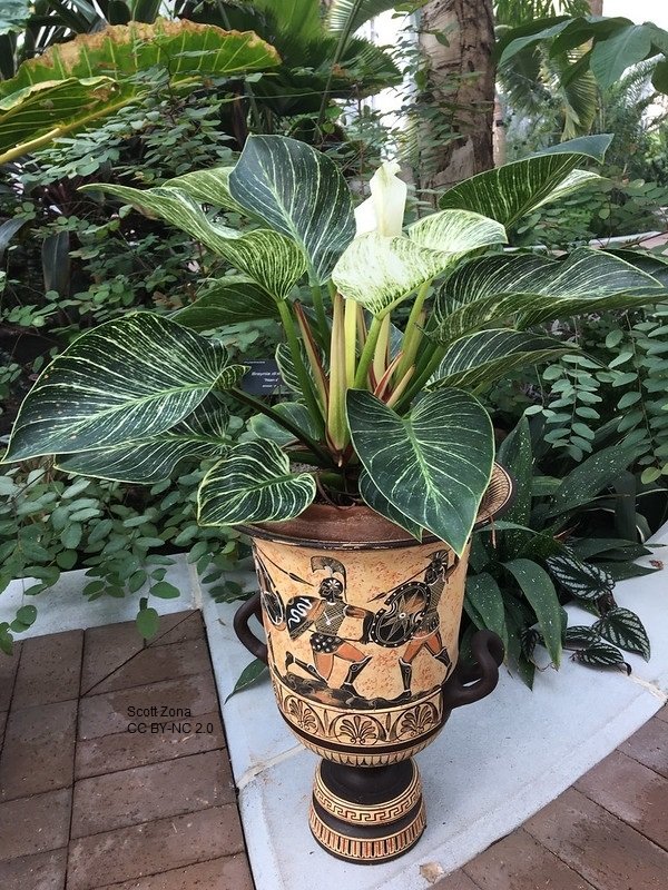 Philodendron_Birkin__3hDALNXMhtg5.jpg