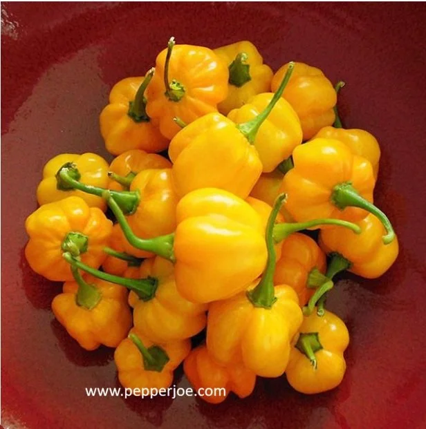 pepper scotch bonnet yellow.jpg