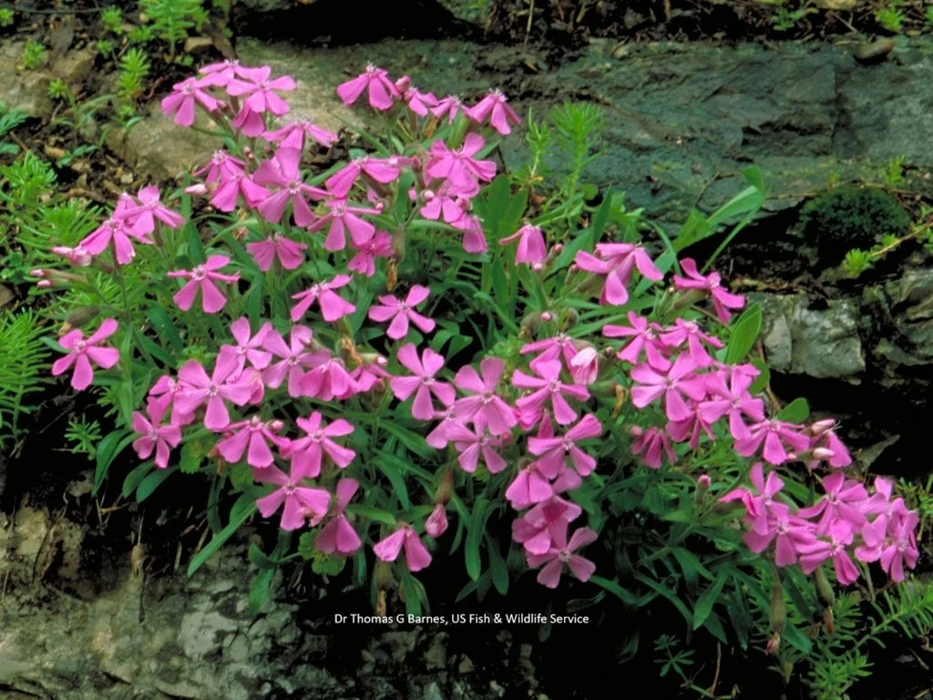 Silene_caroliniana_f_Co2dy1J5pJb7.jpg