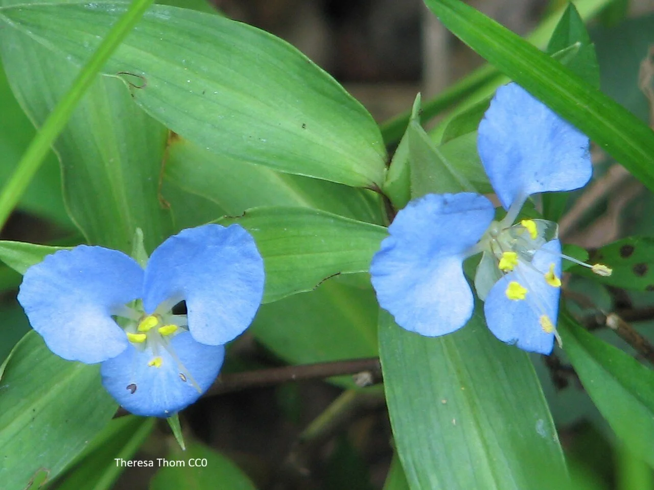Commelina_virginica_NPS-1.jpg