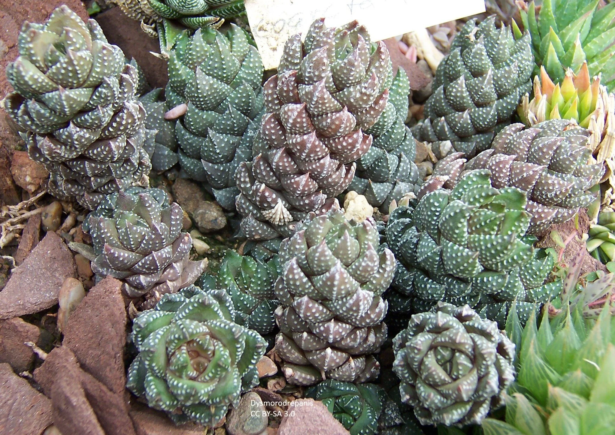 Crowded Haworthia (Hawarthiopsis coarctata)