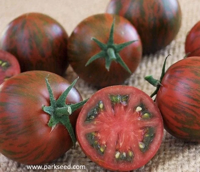 tomato purple zebra.jpg